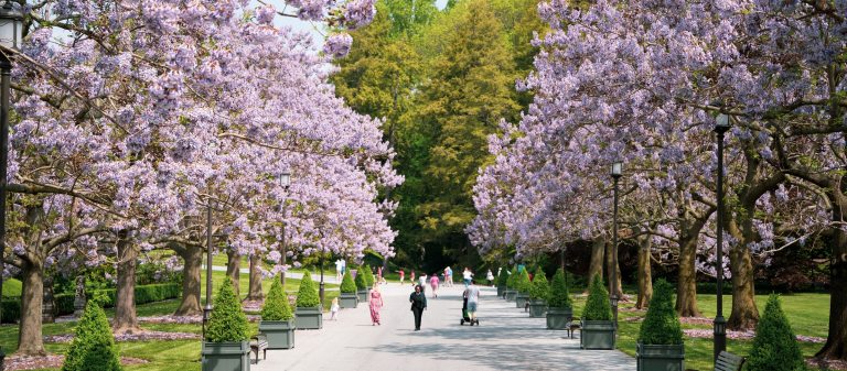 pathway with pawlonia trees with purple blooms on each side and people walking in the middle of the path